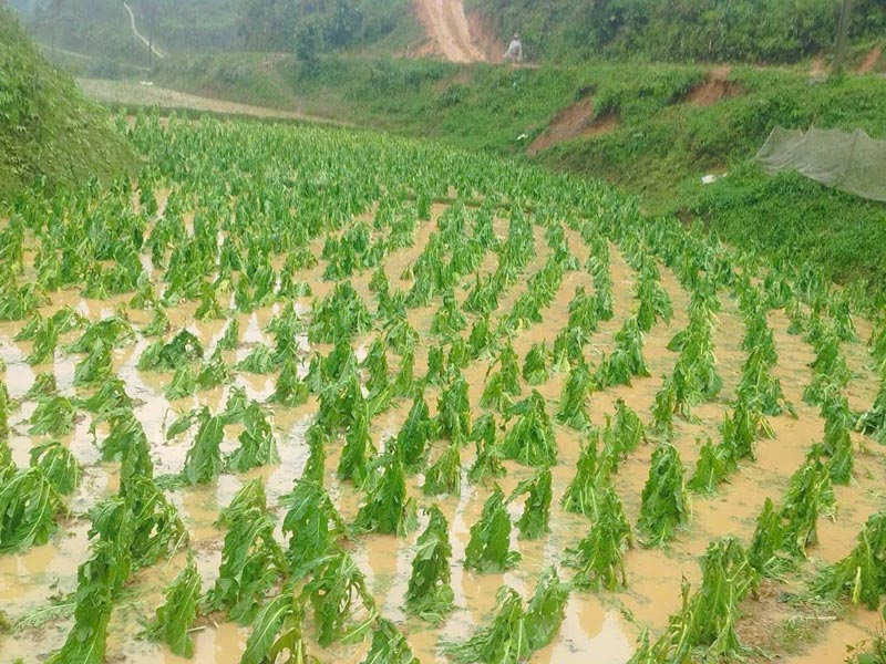 Sau mưa đá, lượng lớn hoa màu, cây trồng gãy đổ. Ảnh: NDCC