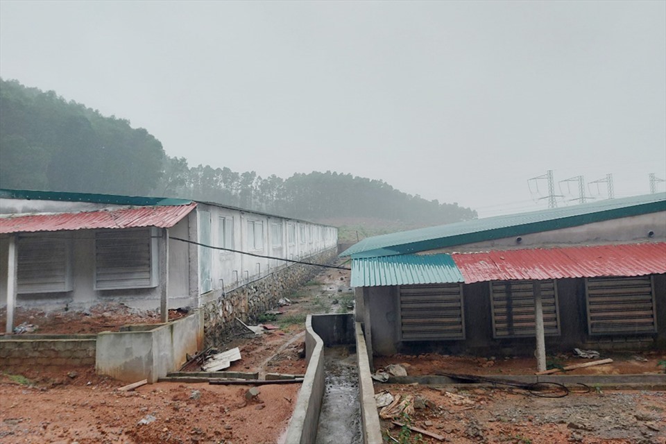 Annual crop land is used in combination with livestock purposes. Photo: Tran Tuan