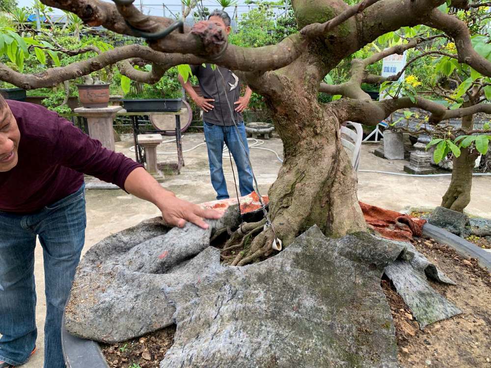 Nhiều cội mai có giá trị cao, chi phí chăm sóc lên đến vài triệu đồng. Ảnh: Thanh Huyền