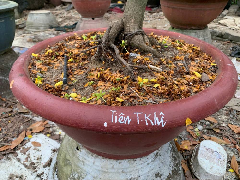 Chủ vườn làm dấu các chậu cây mai gửi chăm của người dân. Ảnh: Thanh Huyền