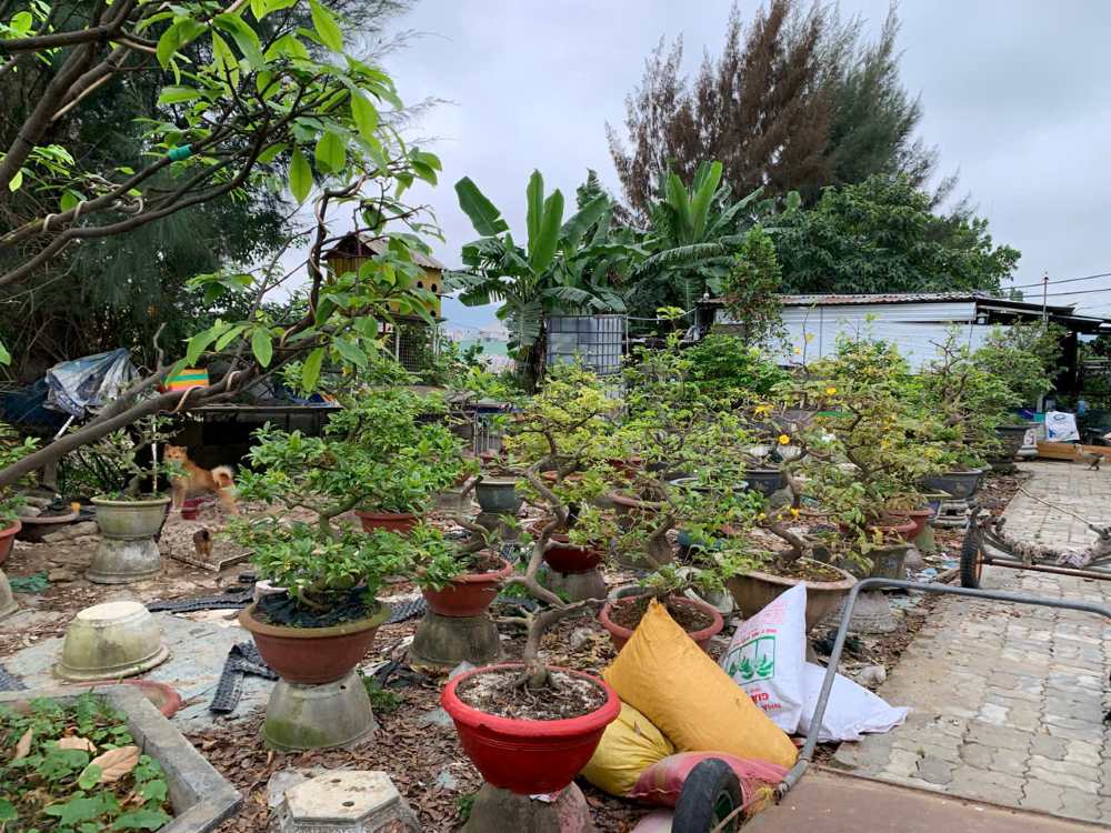 Nhiều nhà vườn tại Đà Nẵng nhận chăm, dưỡng mai cảnh sau Tết. Ảnh: Thanh Huyền