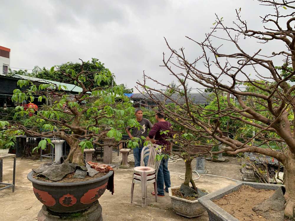 Theo các nhà vườn, việc chăm mai cảnh phụ thuộc nhiều vào thời tiết. Ảnh: Thanh Huyền