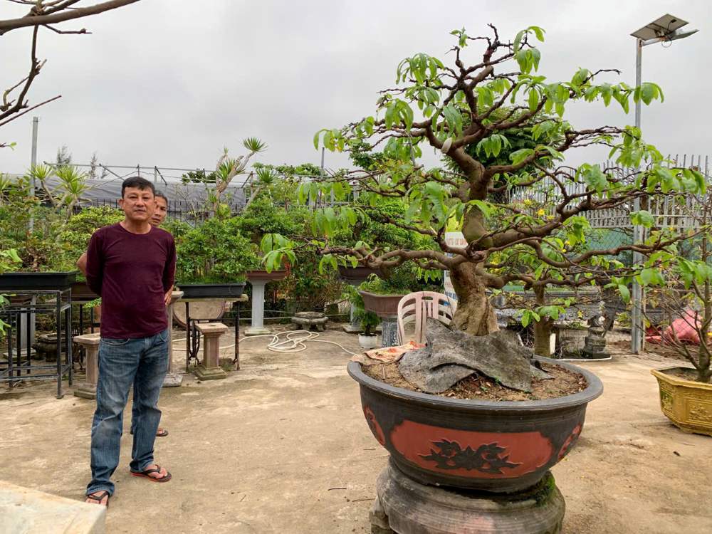 The time after Tet is usually the busiest period for ornamental plant service providers. Photo: Thanh Huyen