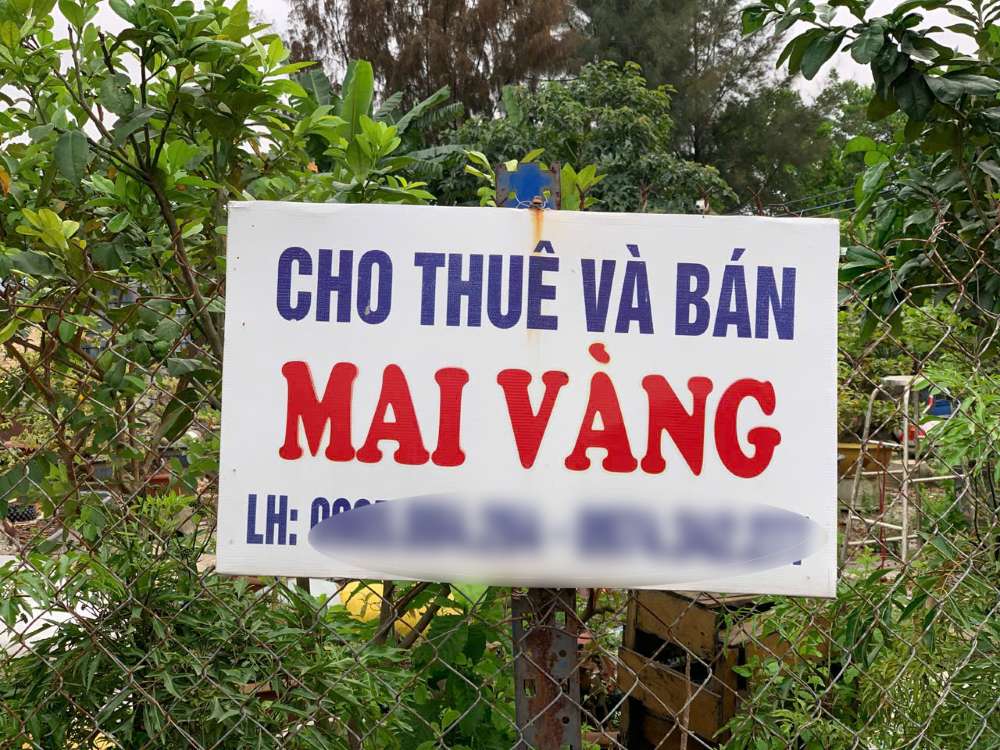 Những năm gần đây, dịch vụ cho thuê mai cảnh về trưng tết ở Đà Nẵng càng phổ biến. Ảnh: Thanh Huyền