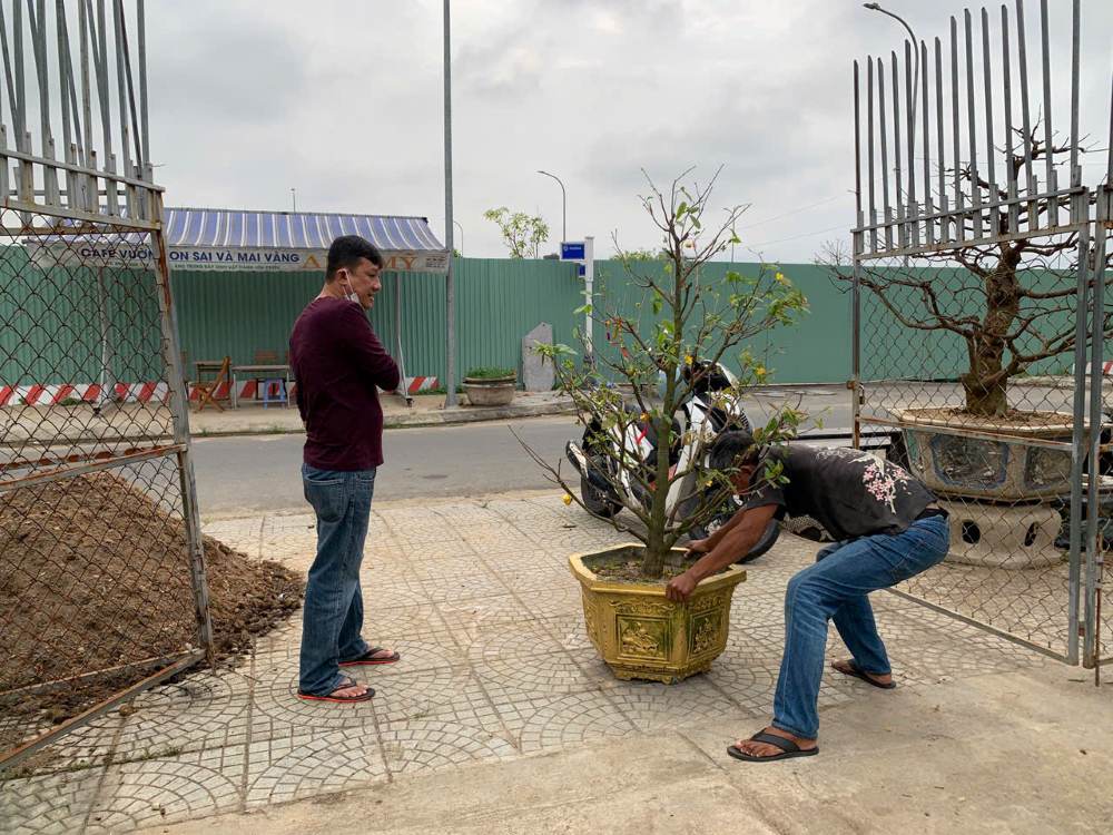 Nhiều nhà vườn tách riêng vườn mai với các loại cây bonsai khác để tránh lây sâu bệnh trong quá trình chăm sóc. Ảnh: Thanh Huyền