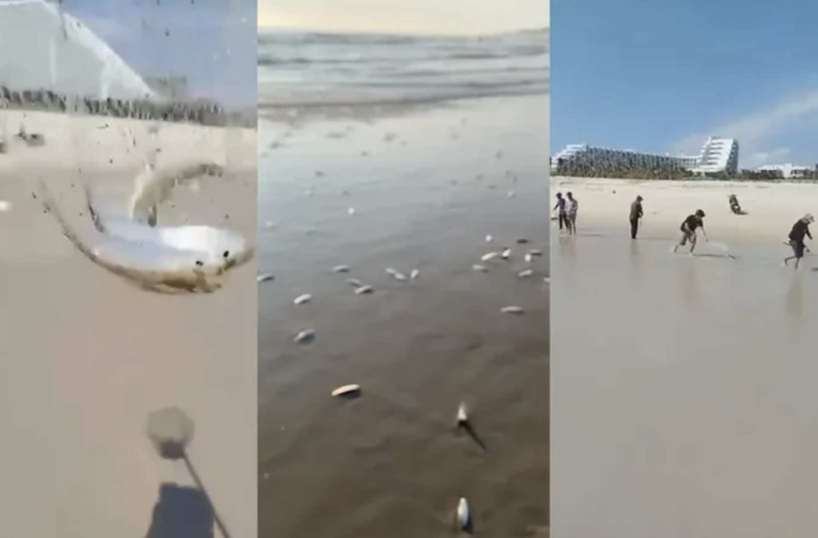 The phenomenon of live herring drifting into the coastal area of Khanh Hoa before. Photo: Duc Thao