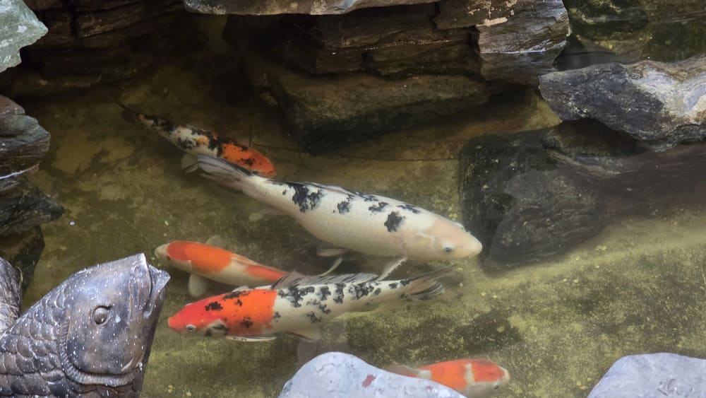 Algunas cosas que las amas de casa deben tener en cuenta antes de construir un acuario Koi en casa. Foto: Tuan Dat