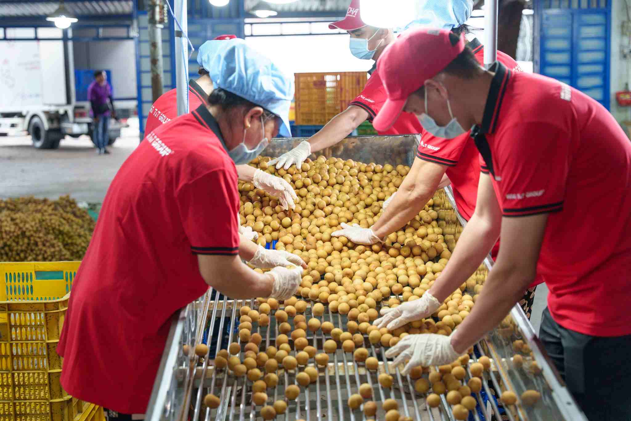 If the tense situation persists, vegetable and fruit exports to the Middle East may be more seriously affected, from increased logistics costs to the risk of supply chain disruption. Photo: Vina T&T Group