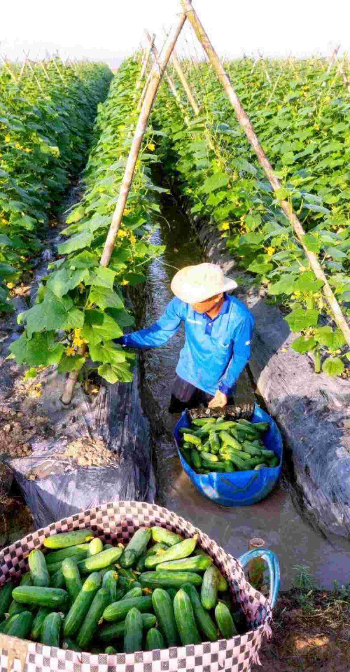 Farmers harvesting crops on land that used to cultivate rice. Photo: Phuong Anh
