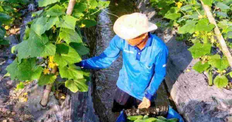 Nông dân Việt chuyển đổi cây trồng vì hạn hán