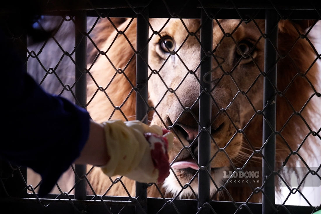 Các loài thú được chị Ngọc theo dõi kĩ lưỡng chế độ ăn uống, thói quen sống hàng ngày. Ảnh: Việt Anh