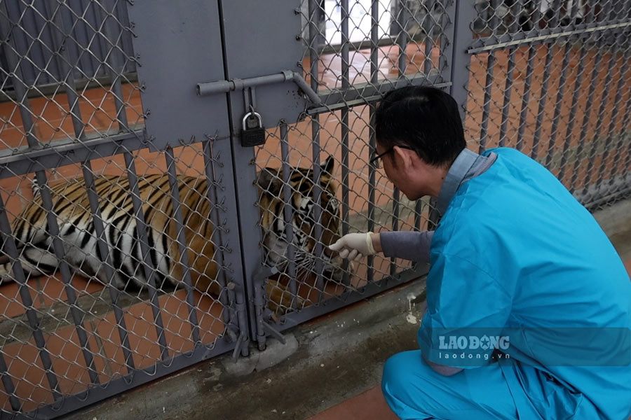Việc của anh Quang cũng như các đồng nghiệp khác không chỉ là chăm sóc, mà còn là giữ cho các loài thú có một môi trường gần với tự nhiên nhất. Ảnh: Việt Anh