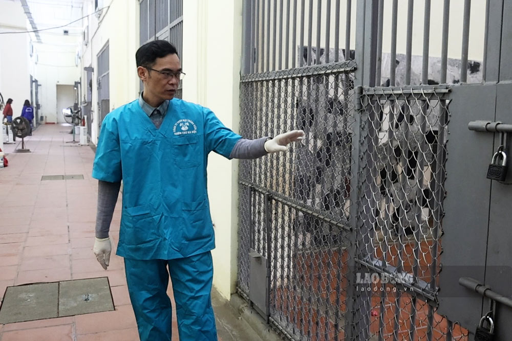 Công việc của anh Quang sẽ luôn theo sát các loài thú, chăm sóc y tế tận tình. Ảnh: Việt Anh