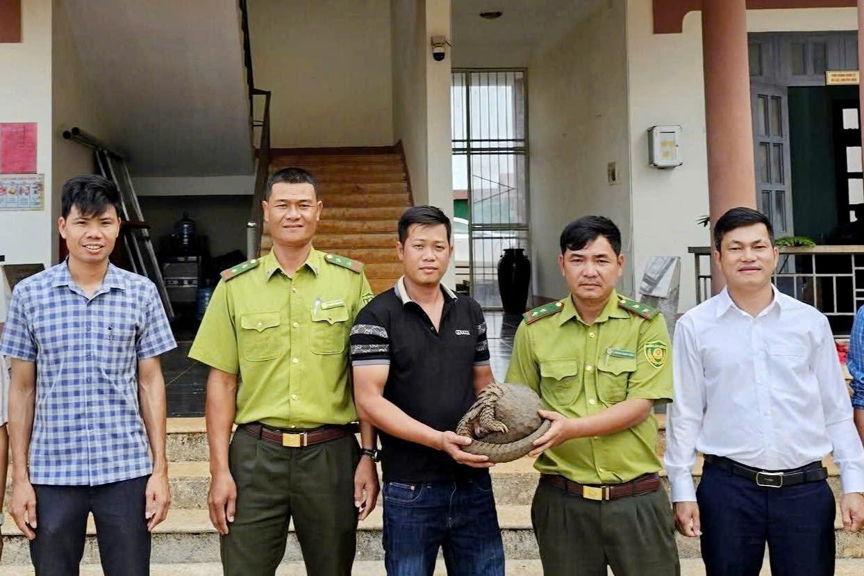 A rare pangolin individual weighing about 5kg was handed over by Mr. Chong to functional agencies. Photo: Quang Truc Commune People's Committee provided