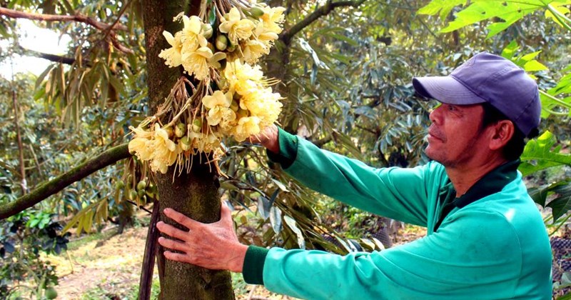 Sầu riêng rụng hoa hàng loạt: 6 dấu hiệu giúp nhà vườn chẩn đoán để được mùa, được giá