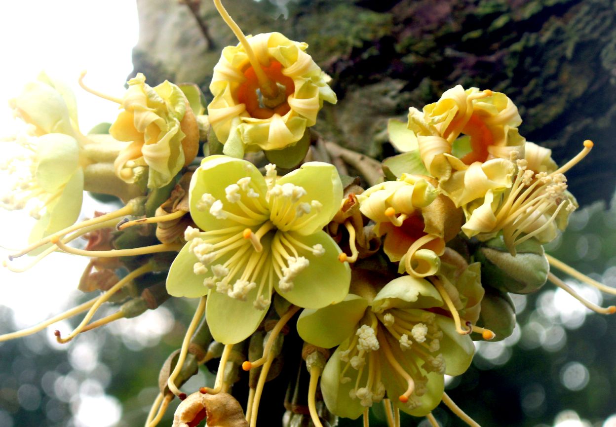 Cận cảnh hoa sầu riêng. Ảnh: Thanh Mai