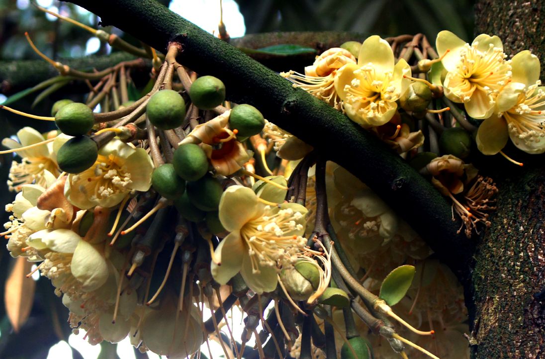 Cây sầu riêng trổ hoa. Ảnh: Thanh Mai