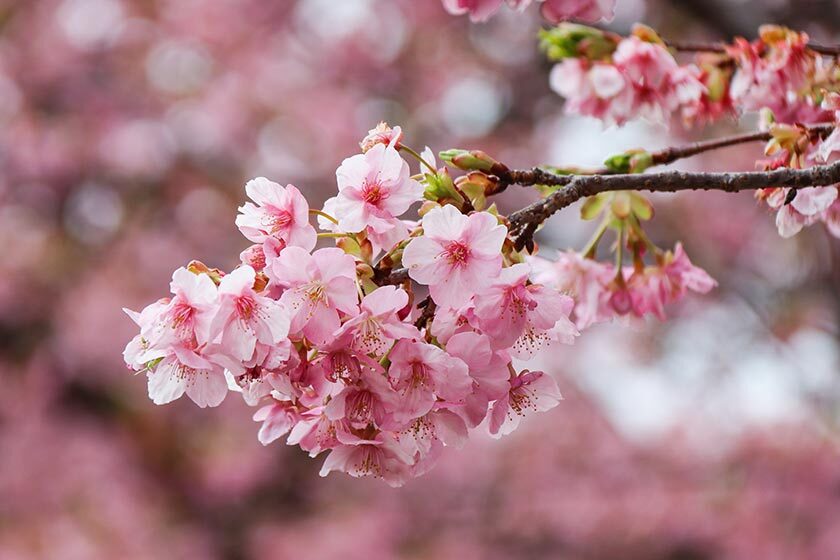 Hoa anh đào - biểu tượng mùa xuân của xứ sở mặt trời mọc. Ảnh: Japan Guide.