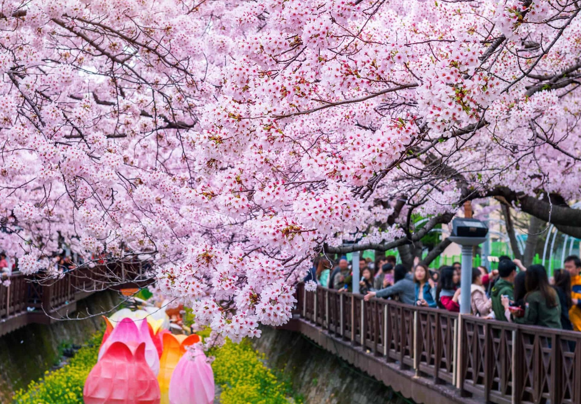 Lễ hội hoa anh đào Jinhae năm nào cũng thu hút đông khách du lịch. Ảnh: Citynomad