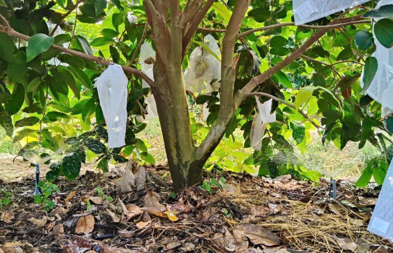 Nông dân đầu tư hệ thống tưới tiết kiệm để bảo vệ vườn cây trong mùa khô. Ảnh: Phương Anh