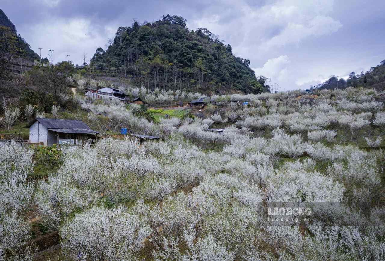 Vast, white plum gardens are an ideal place for tourists to keep beautiful photos. Photo: Duong Toan.