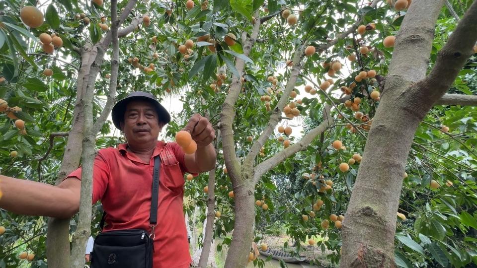 Nông dân Đông Thành kỳ vọng thanh trà ngọt sẽ mang lại nguồn thu nhập ổn định. Ảnh: Hoàng Lộc.