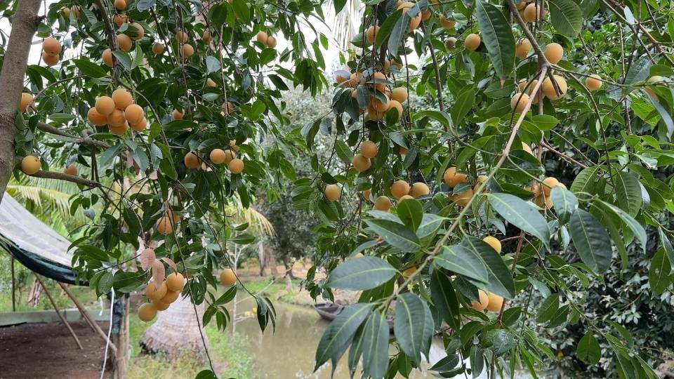 The area of sweet tea in Dong Thanh ward is gradually being expanded. Photo: Hoang Loc.