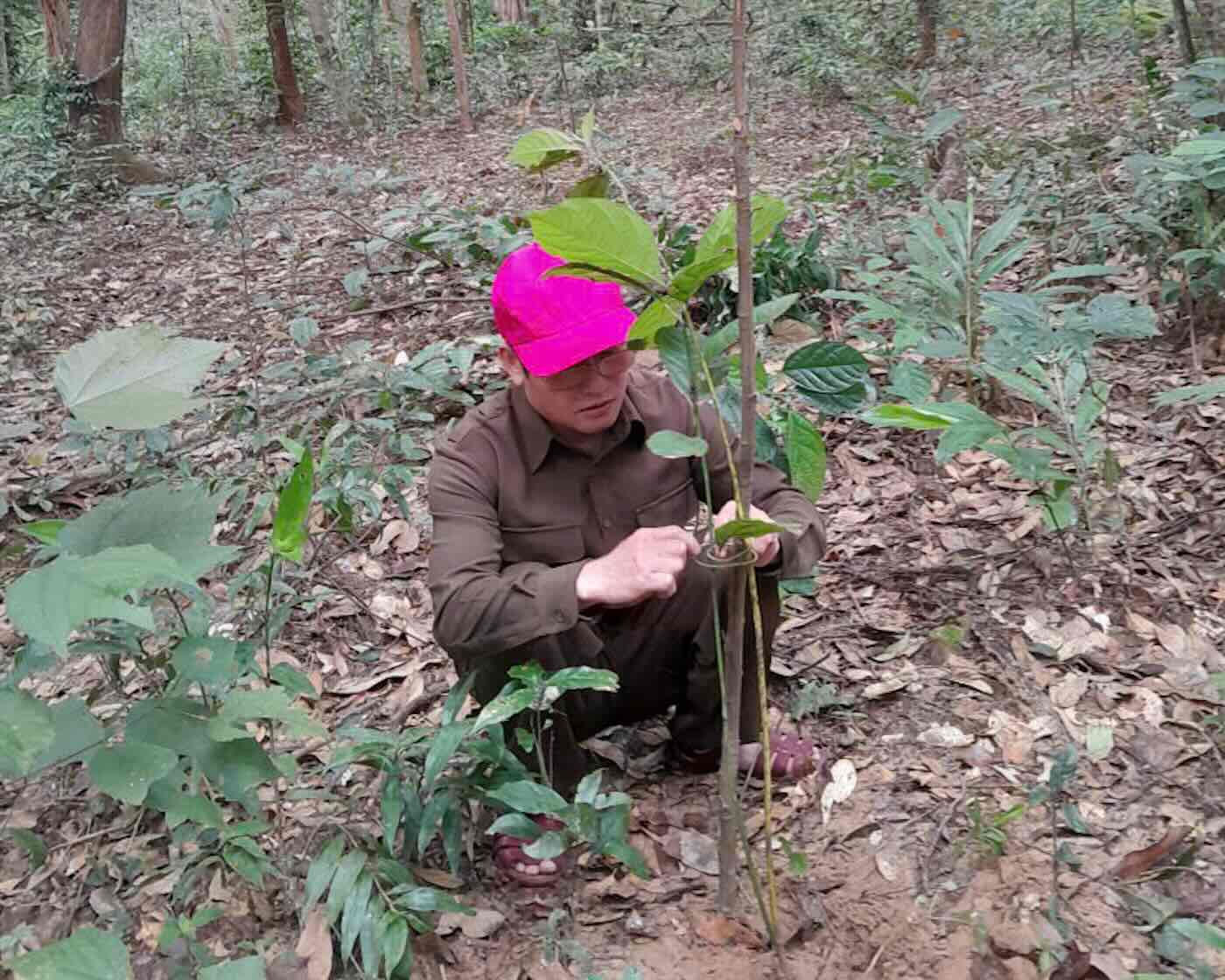 Bên cạnh động vật hoang dã, các loài cây quý hiếm cũng được trồng để phát triển đa dạng sinh học. Ảnh: Ngọc Anh