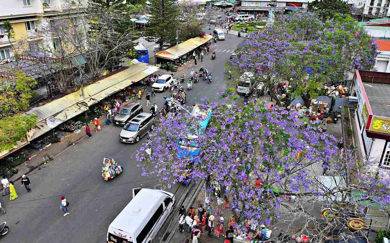 Hiện tại, Đà Lạt đang bước vào mùa hoa phượng tím thu hút đông đảo du khách đến tham quan, nghỉ dưỡng. Ảnh: Phúc Khánh 