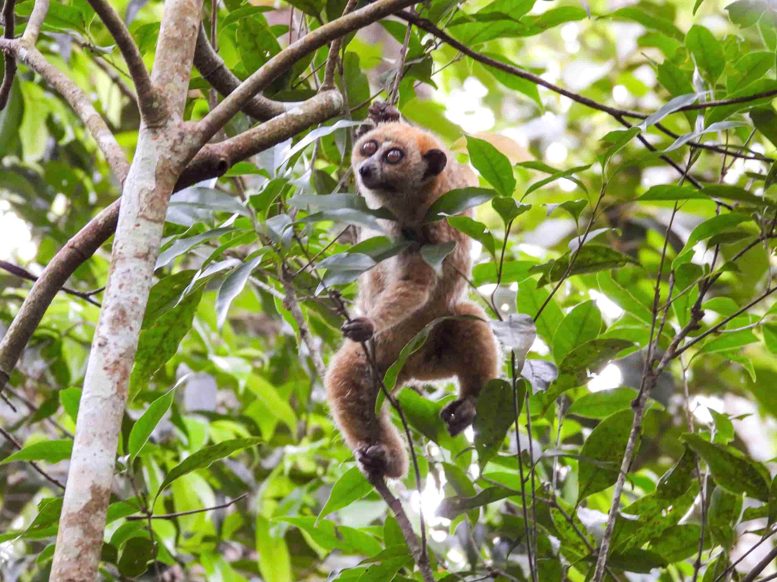 Động vật hoang dã về với tự nhiên. Ảnh: Thanh Tuấn 