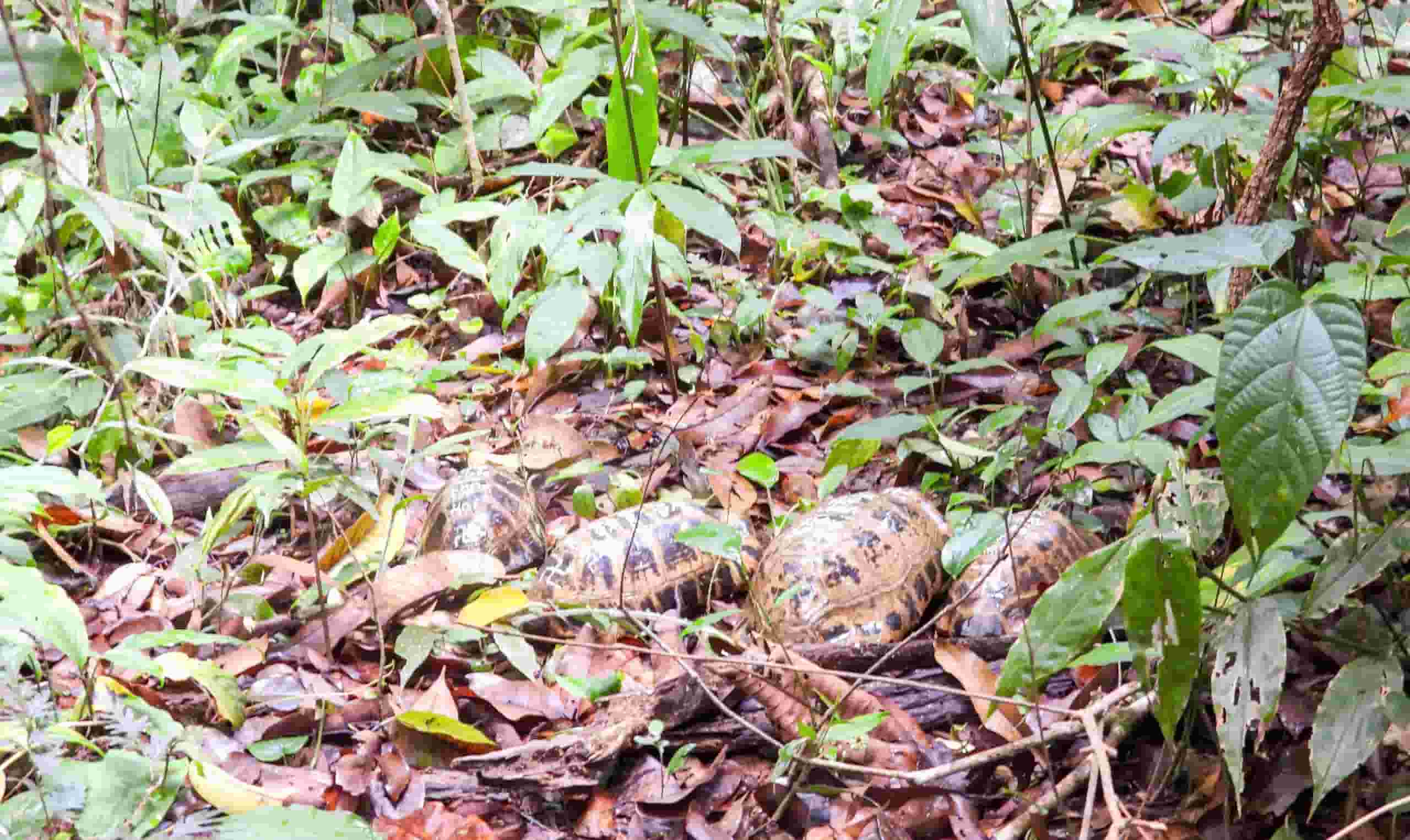 Rùa núi vàng. Ảnh: VQG Kon Ka Kinh 