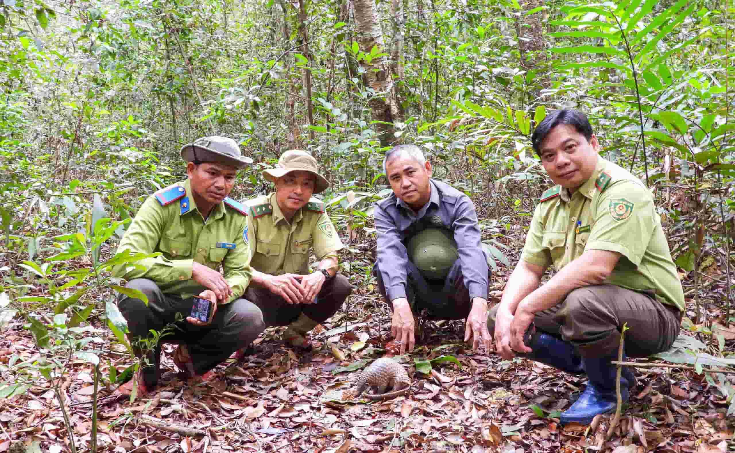 Thả Tê tê Java về rừng. Ảnh: Thanh Tuấn 