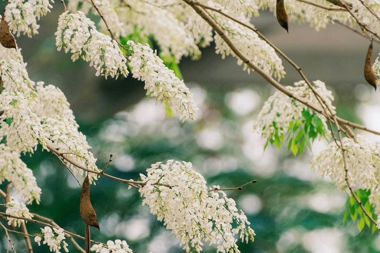 Siamese roses bloom pure white, creating a characteristic gentle beauty of Hanoi every March. Photo: Quang Anh