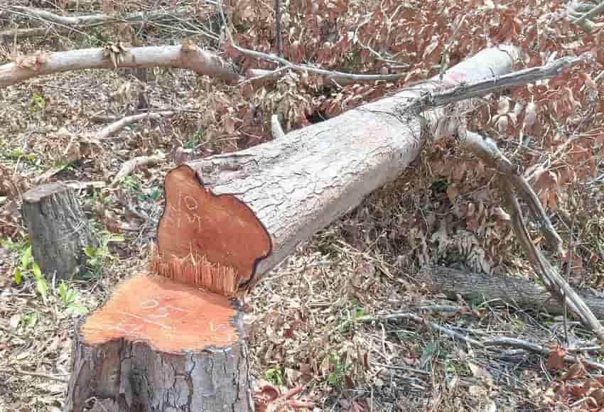 Deforestation subjects, many natural green trees were cut down. Photo: Chi Anh