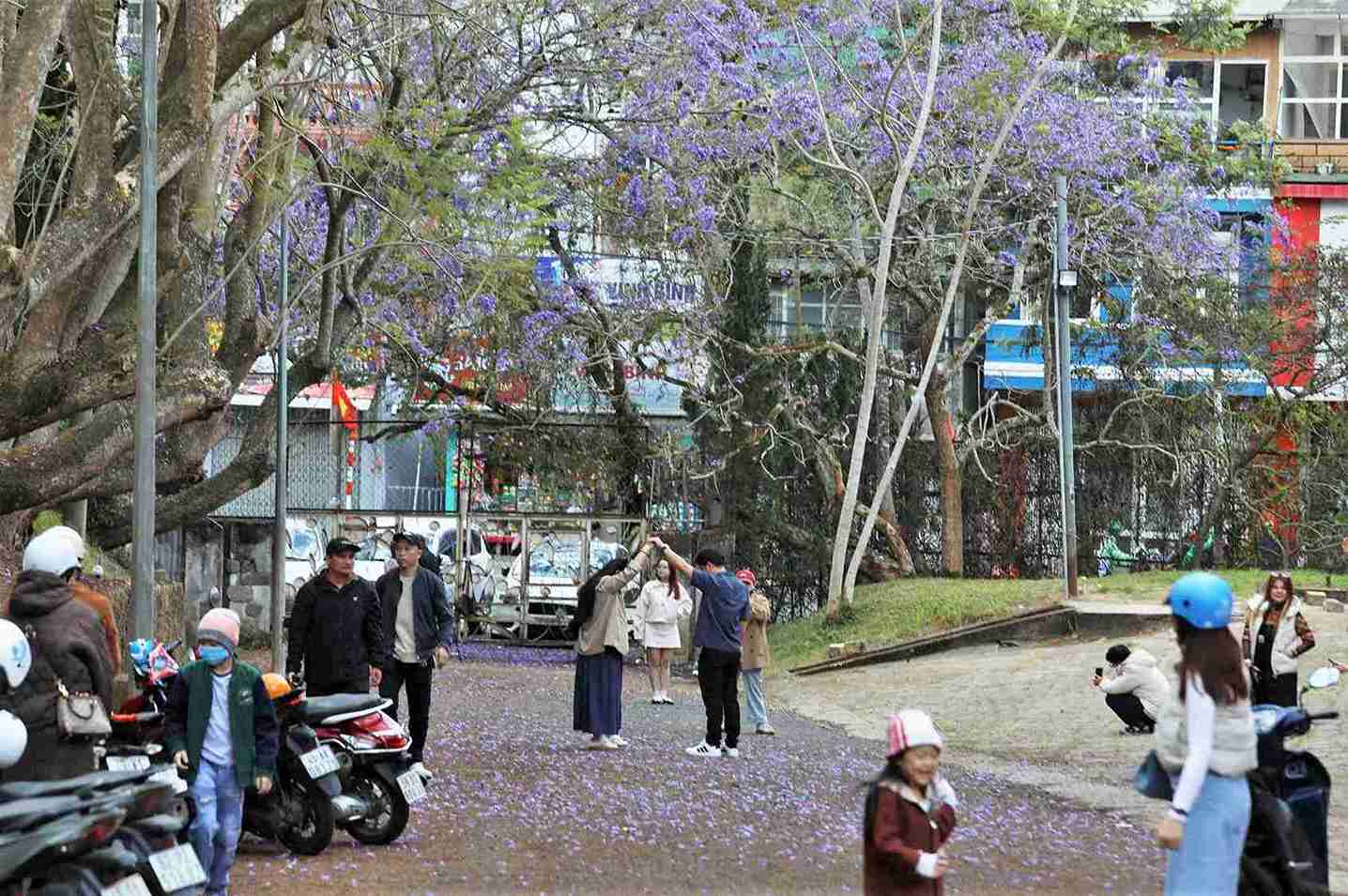 Chị Nguyễn Thị Oanh, du khách đến từ TP Hồ Chí Minh, chia sẻ Đà Lạt vốn rất lãng mạn, nhưng vào mùa phượng tím còn khiến lòng người xuyến xao nỗi niềm thương nhớ. Chính sự vẽ đẹp của phượng tím đã khiến chúng tôi phải chụp hình bằng được để lưu lại kỷ niệm đáng nhớ. Ảnh: Phúc Khánh 