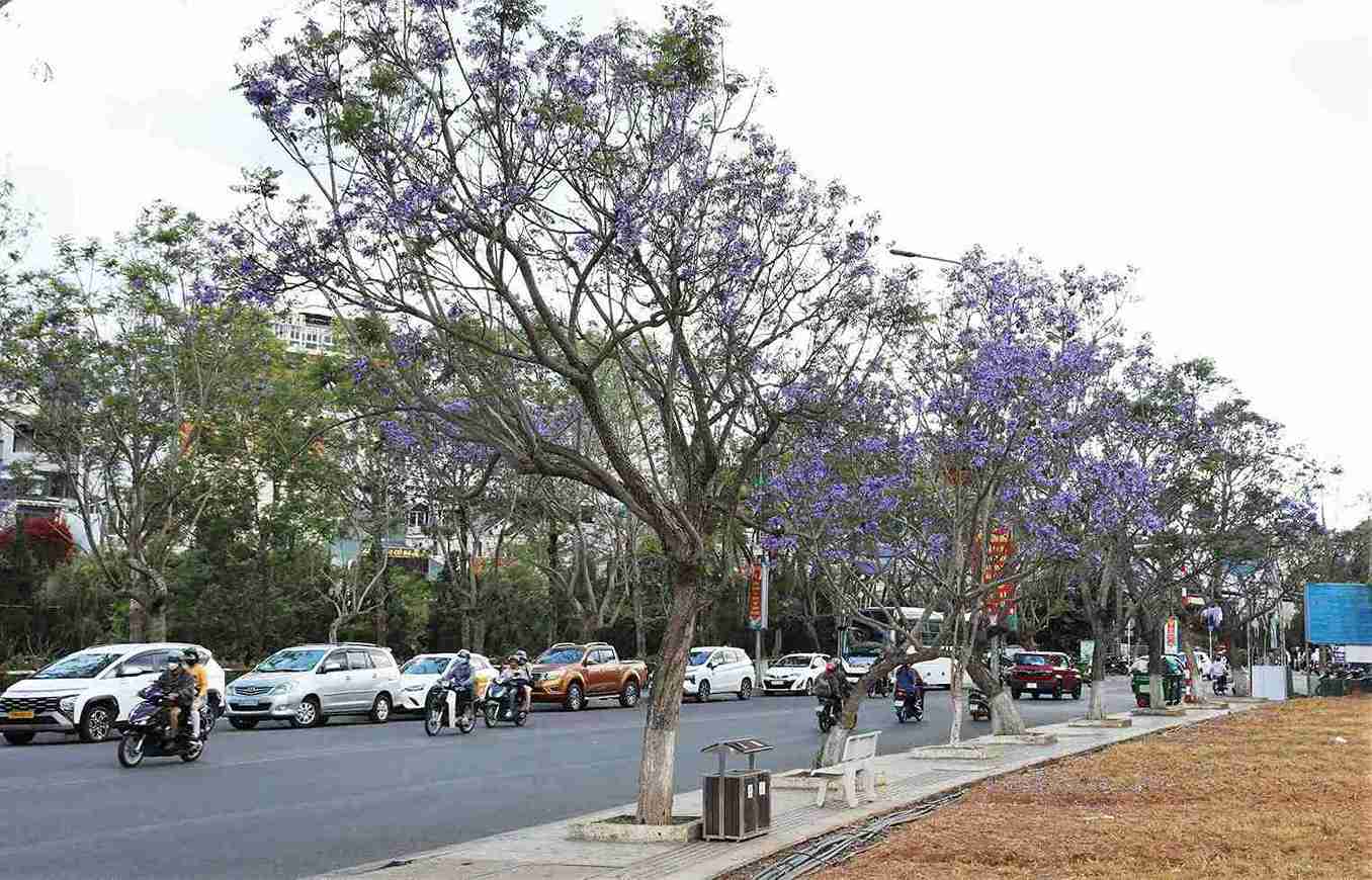 So với mọi năm, năm nay phượng tím ở Đà Lạt nở sớm từ đầu tháng và hiện bung nở tím rịm nhuộm màu thương nhớ tại phố núi Đà Lạt làm say đắm lòng người. Ảnh: Phúc Khánh 