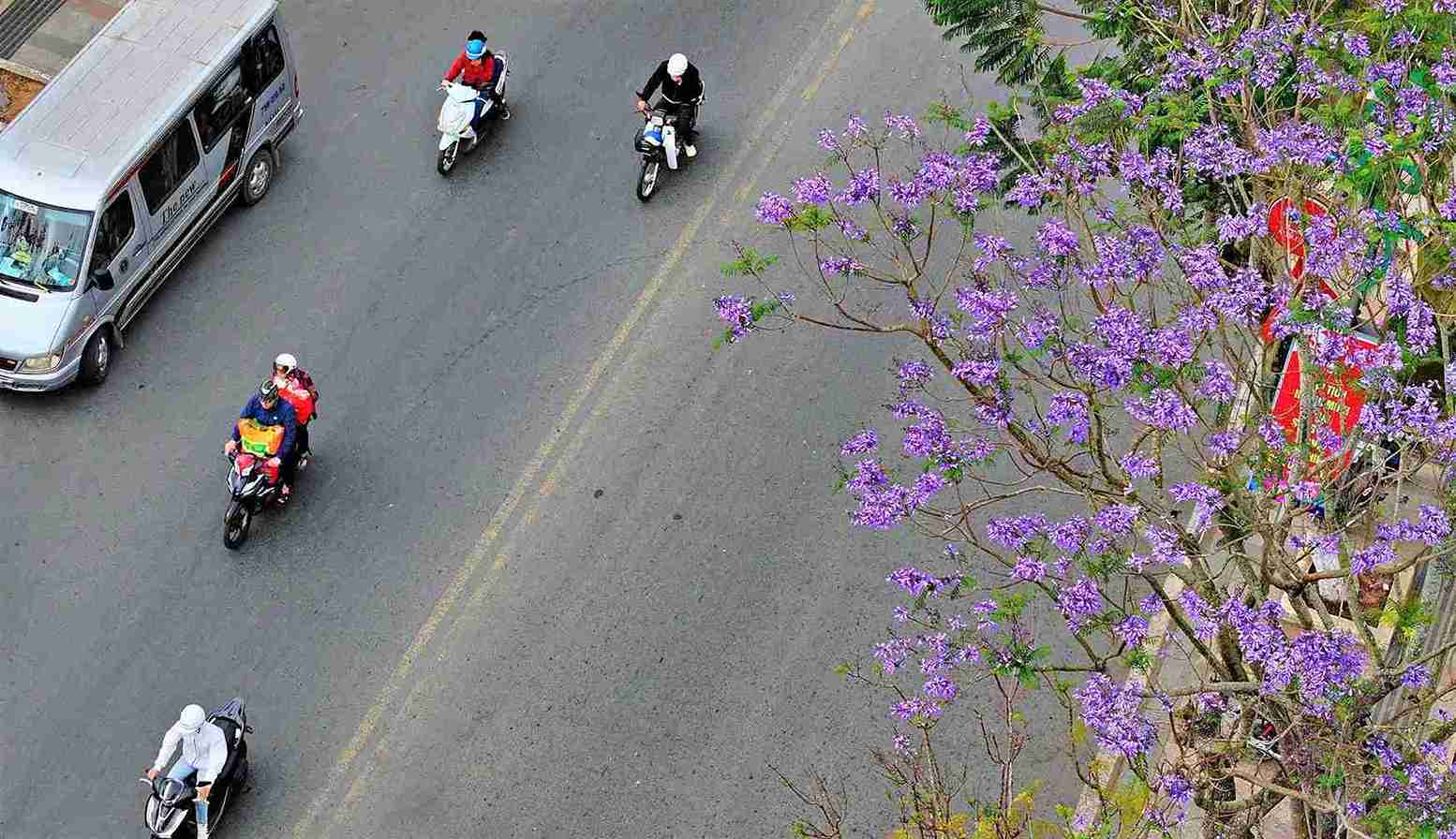 Les flamboyants violets en pleine floraison créent un paysage magnifique dans les rues de Da Lat. Photo: Phuc Khanh