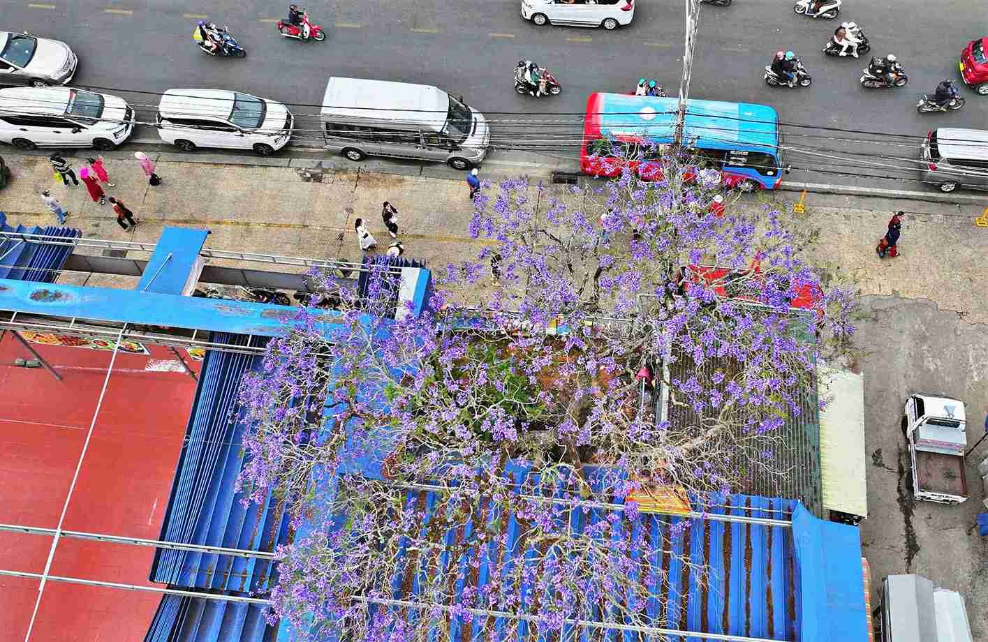 Tán phượng tím rợp bóng bên đường, trở thành điểm dừng chân quen thuộc của du khách khi dạo bước khám phá phố núi Đà Lạt vào đầu tháng 3. Ảnh: Phúc Khánh 