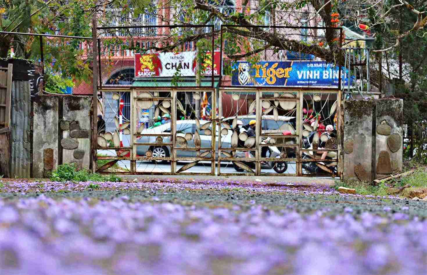 Hoa phương tím rơi rụng tạo nên khung cảnh lãng mạng Cánh phượng tím rơi phủ kín mặt đường trước cổng nhà cũ, tạo nên khung cảnh lãng mạn đặc trưng của mùa hoa Đà Lạt. Ảnh: Chính Thành 