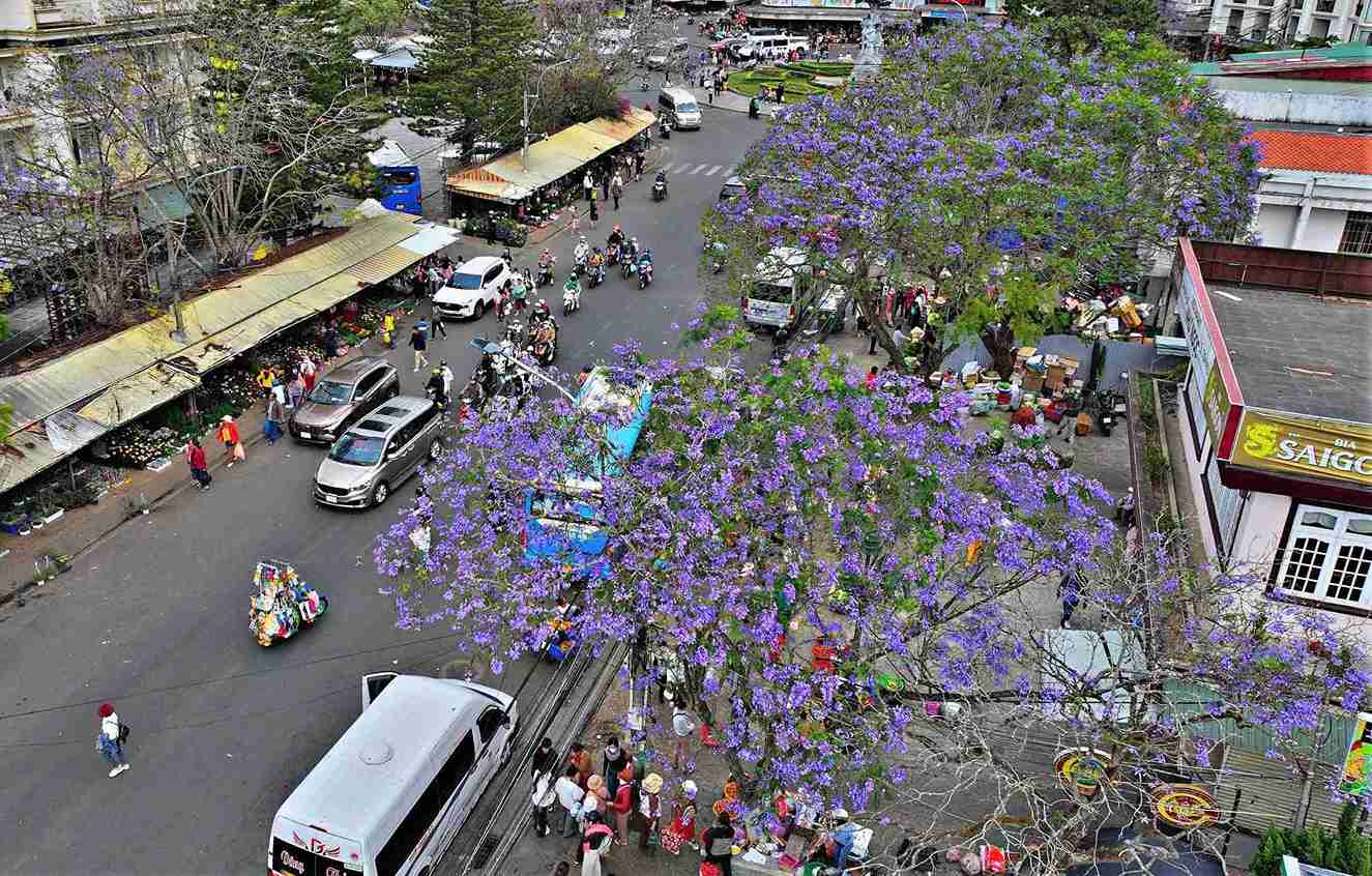 Những cây phương tím có tuổi đời lớn nhất Đà Lạt được trồng dọc theo tuyến đường Nguyễn Thị Minh Khai vào chợ trung tâm Đạ Lạt. Ảnh: Phúc Khánh 