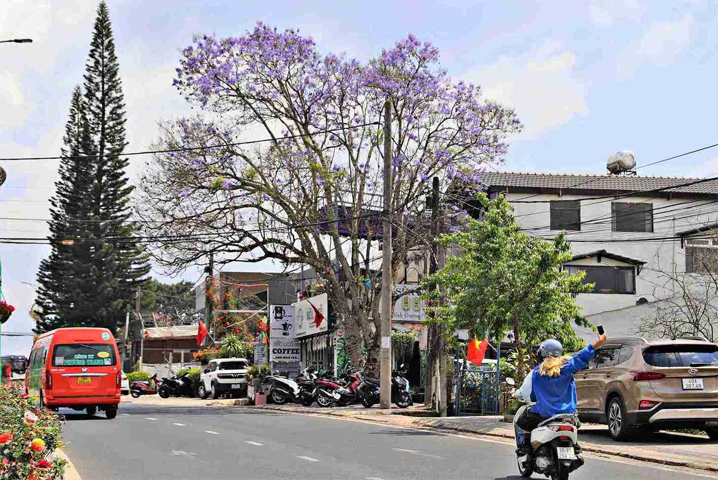 Một nữ du khách ngồi trên xe máy đang tranh thủ ghi lại hình ảnh hoa phượng tím đang nở rộ trên các tuyến đường trung tâm Đà Lạt. Ảnh: Phúc Khánh 