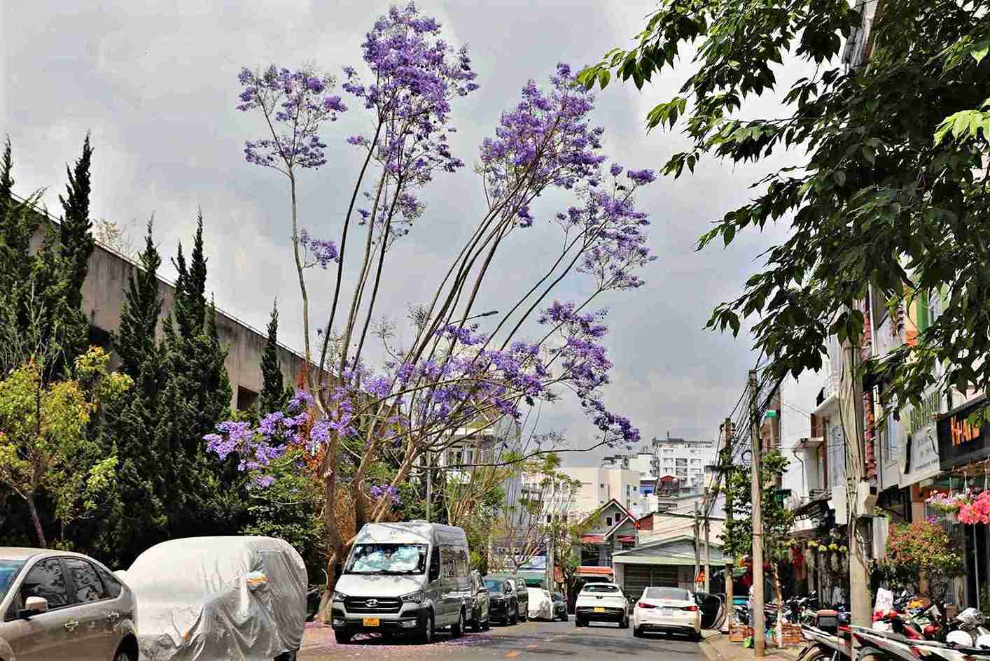 Một cây hoa phượng tím đang nở rộ trên một tuyến phố ở khu Hòa Bình gần chợ Đà Lạt. Ảnh: Phúc Khánh 