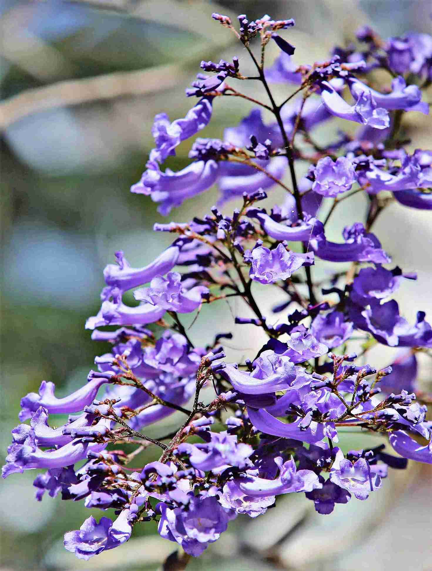 Hoa phượng tím có màu tím đặc trưng, hình ống, dài 4-5cm, mọc thành từng chùm lớn ở đầu cành. Cánh hoa mềm, có lông tơ và rất mỏng manh. Ảnh: Phúc Khánh 