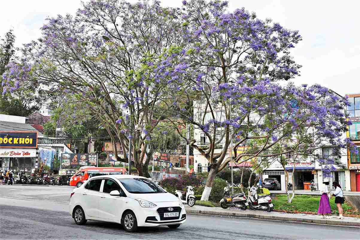 Từ những cây giống đầu tiên được trồng thử nghiệm, với khí hậu mát mẽ, phượng tím dần bén rễ và trở thành một phần của cảnh quan đặc trưng của phố núi ngàn hoa Đà Lạt. Ảnh: Chính Thành 