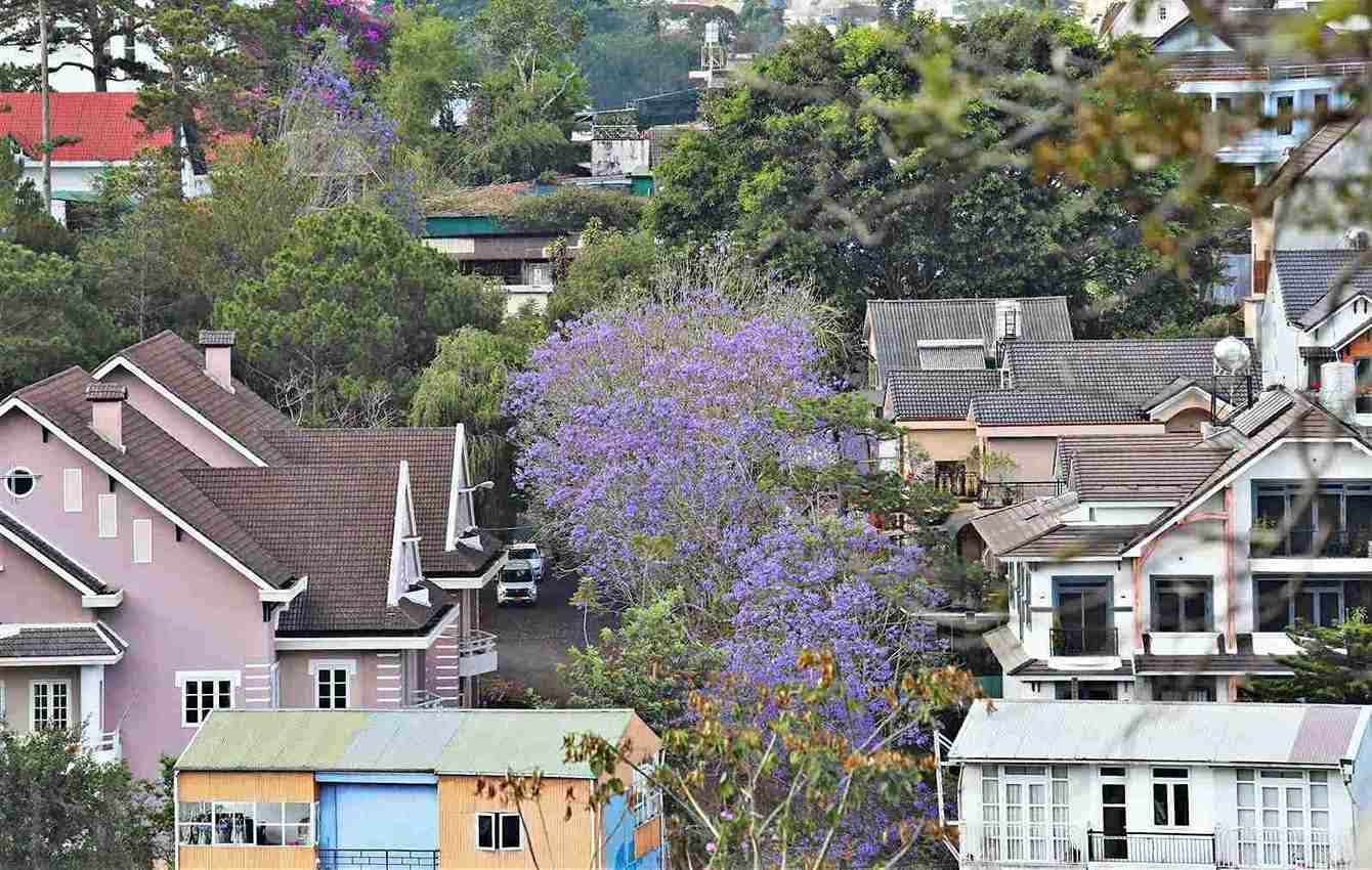 Trong một khu biệt thự cổ ở Đà Lạt, phượng tím đang nở rộ, gợi cảm giác hoài niệm của phố núi cho người dân và du khách. Ảnh: Chính Thành 