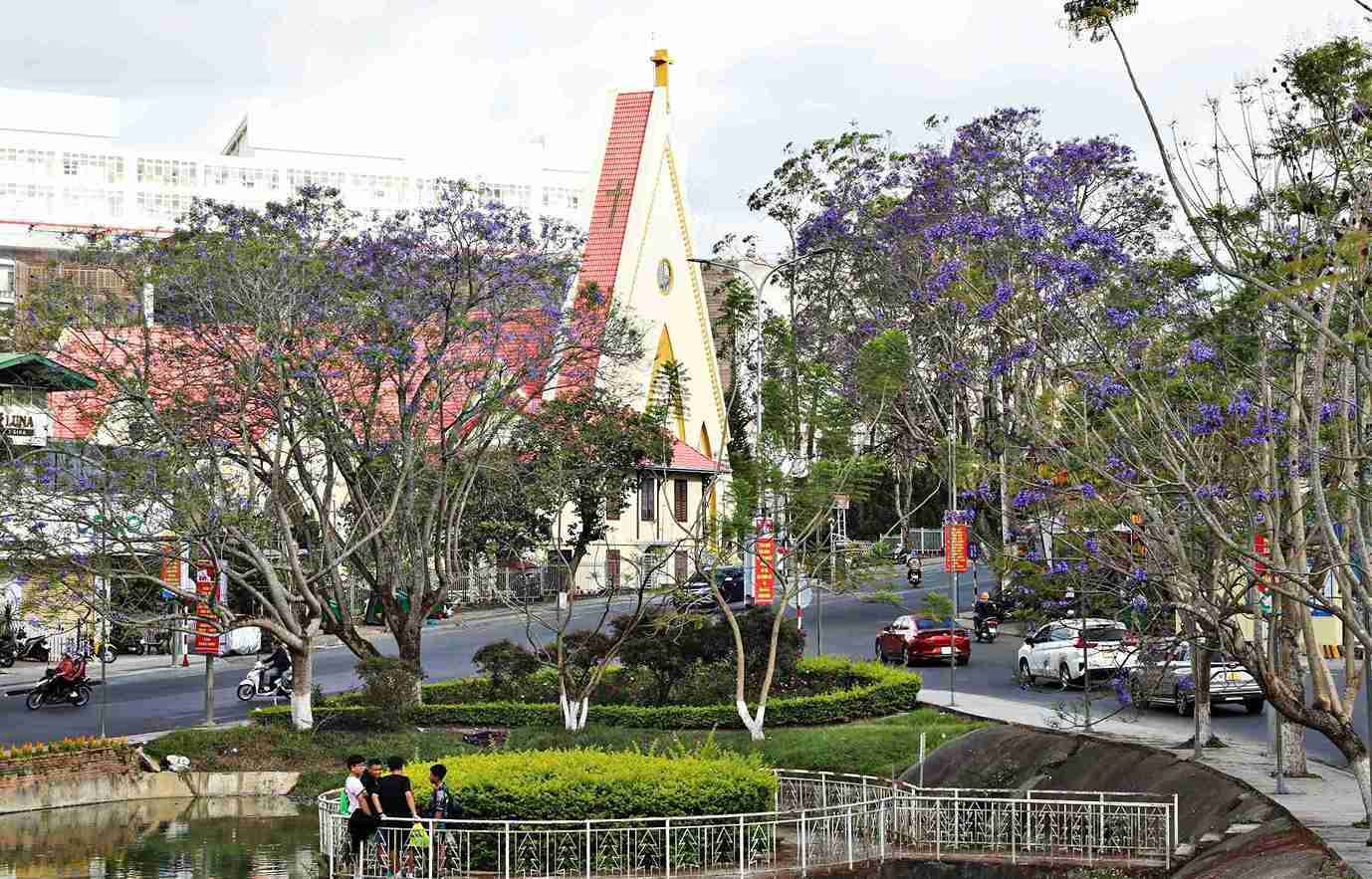 Nhiều cây phượng tím đang bung nở khoe sắc trước khu vực nhà thờ Con Gà giữa lòng phố núi Đà Lạt. Ảnh: Phúc Khánh 