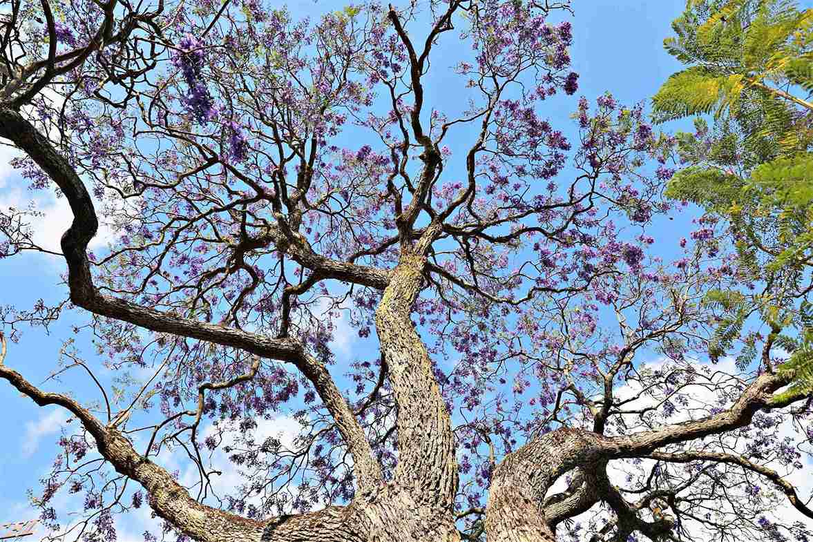 Phượng tím là loài cây thân gỗ lớn, cao 10-15m, có tán thưa. Nhiều năm qua tại Đà Lạt, phượng tím thường vào mùa xuân tạo cảnh quan lãng mạn, thơ mộng thu hút người dân, du khách đến tham quan, chụp ảnh. Ảnh: Chính Thành 