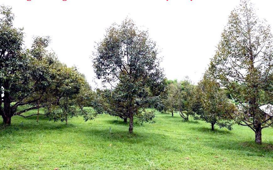 Giữ ẩm cho vườn cây ăn trái. Ảnh: Tư liệu Nguyễn Phước Tuyên