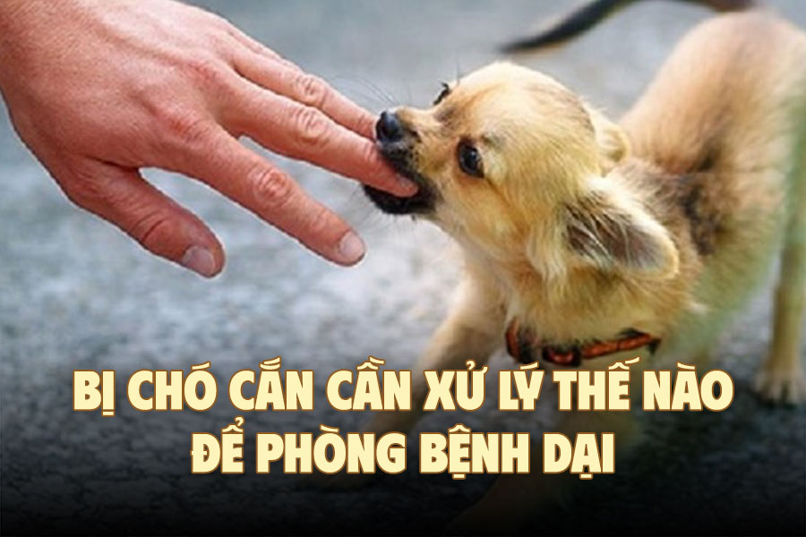 How to handle a dog bite to prevent rabies