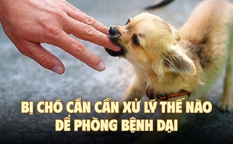 Cháu bé 6 tuổi tử vong sau hơn 3 tháng bị chó cắn